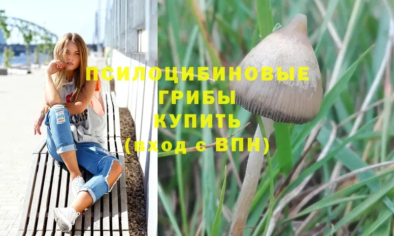 мега ссылка  продажа наркотиков  Мамадыш  Псилоцибиновые грибы Psilocybine cubensis 